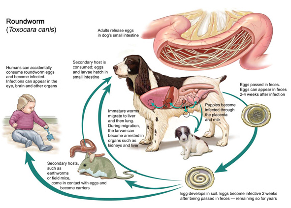 what are hookworms in dogs vethical comboguard 174 for dogs from vca what are hookworms in dogs vethical comboguard 174 for dogs from vca