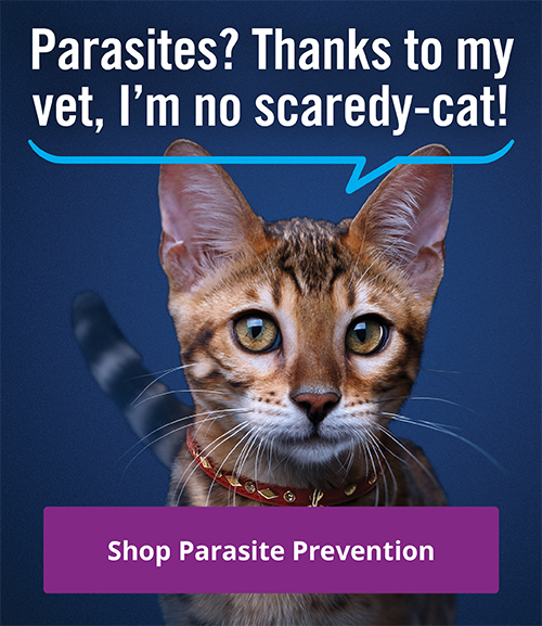 Vethical Pet Care Reminder App for iOS and Android