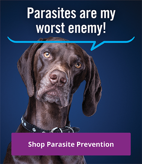 Vethical Pet Care Reminder App for iOS and Android