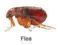 Flea table