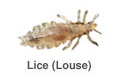 Lice