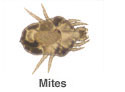 Mites
