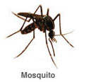 Mosquito