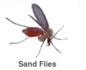 Sand flies