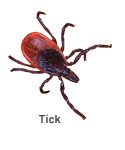 Tick